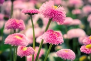 粉色雏菊花朵摄影图片