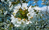 樱花白色花朵特写图片