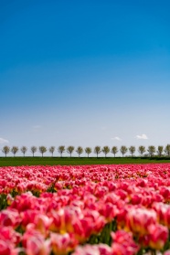 蓝天草地郁金香花海图片