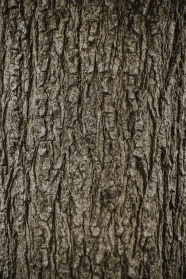 树皮背景图片素材
