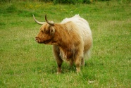 草地苏格兰高原牛图片