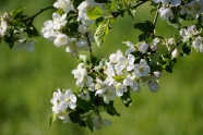 春天白色苹果花开花图片