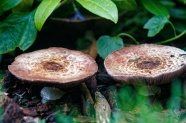 森林地面两朵蘑菇特写图片