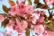 盛开粉红色樱花特写图片