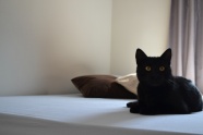 黑色小猫宠物猫图片