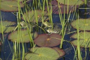 池塘青蛙荷叶图片