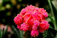 红色仙人球观赏植物图片