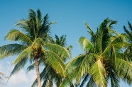 棕榈树高清特写图片