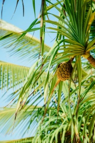棕榈树上生长的果实图片