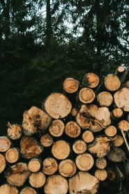 砍伐一堆树木图片