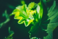 绿色植物非主流图片摄影