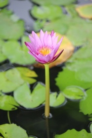 夏日实拍荷花图片