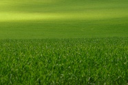 绿油油大草原图片