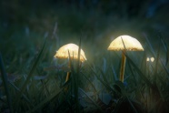 夜晚发光蘑菇图片