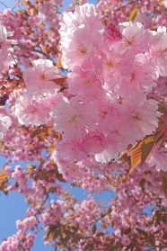 实拍春天粉嫩樱花图片