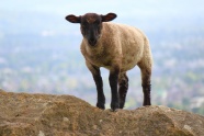 一只站在高处的羊羔图片