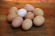 营养土鸡蛋静物图片
