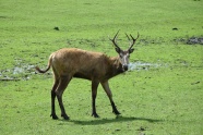 湿地野生鹿图片