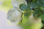 白玫瑰花朵盛开图片