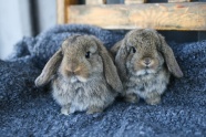 两只灰色宠物兔图片