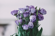 紫色玫瑰花插花图片