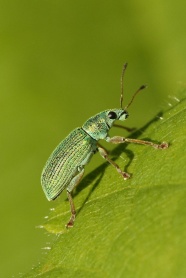 高清绿色甲虫图片