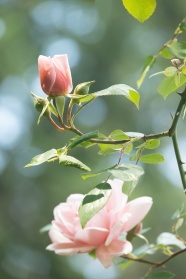 粉色淡雅野玫瑰花图片