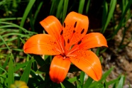野生橙色百合花图片