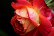 一枝泰国玫瑰花图片