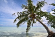 海岛度假椰子树图片