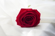 一枝红色玫瑰花图片
