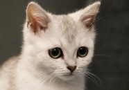白色家养小猫咪图片