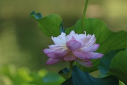 水生草本植物菡萏图片