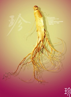 珍贵人参PSD素材免费下载