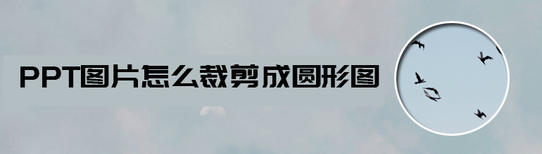 PPT图片怎么裁剪成圆形图