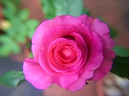 玫瑰花花园图片