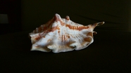 壳贝壳图片
