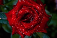 雨后玫瑰娇艳欲滴图片