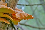 野生树蘑菇图片