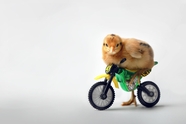 小鸡骑单车另类设计图片