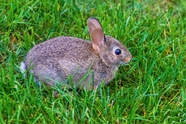 草地灰色长耳兔子图片