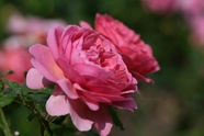 粉色月季玫瑰花图片