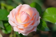 清香淡雅粉色玫瑰花图片