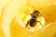 黄色花蕊蜜蜂授粉采蜜图片