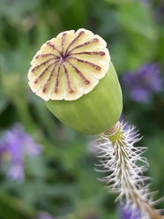 罂粟种子荚图片