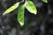 下雨天树叶特写图片