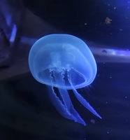 深海蓝色水母海蜇图片