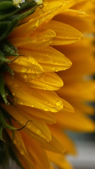 黄色向日葵花瓣微距特写图片