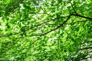绿色枫树林枫叶图片