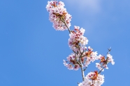 春天粉色樱花花枝图片